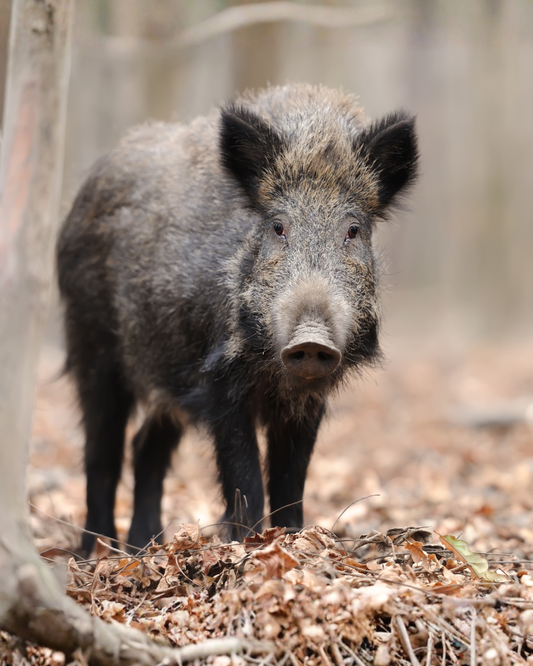 Ingredient: Wild boar — the dark heartbeat of Tuscan forests